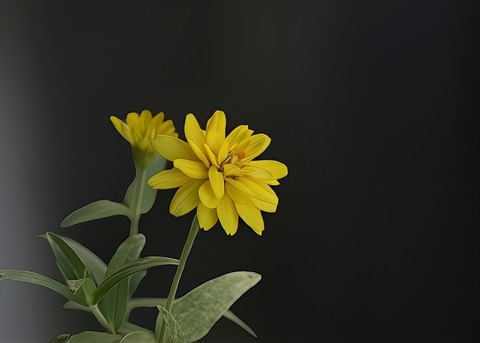 H1005467 (1)