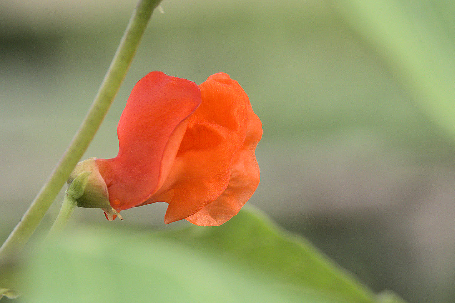 畑の花がキレイです 湖都の四季彩