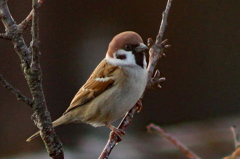 ✓IMG_1874-3bスズメ