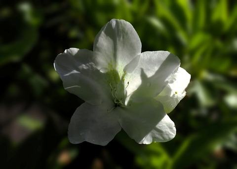 H1003545