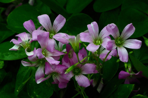 クローバーの花 湖都の四季彩 クローバーの花 湖都の四季彩