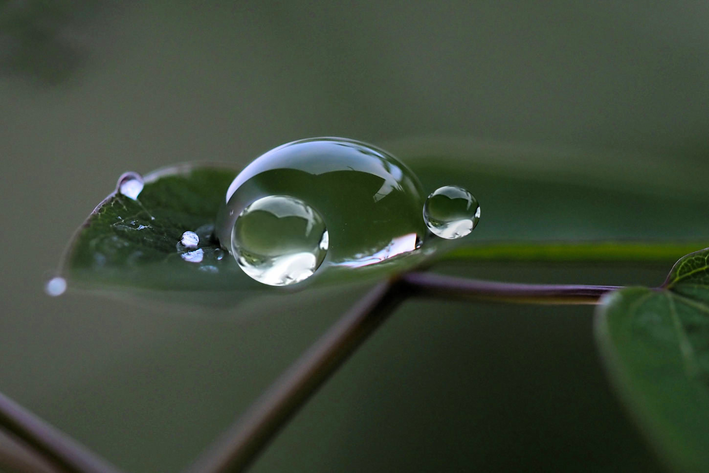 雨の雫 湖都の四季彩