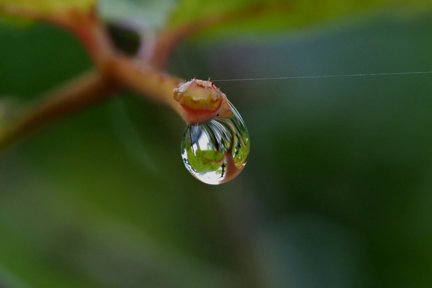 雨上がり 水滴 湖都の四季彩