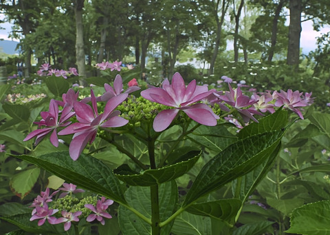 P6140057