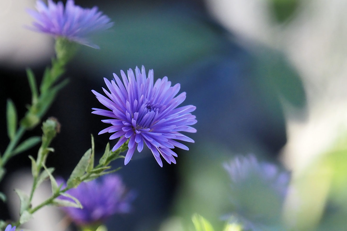 キレイに咲いています アスターの花 湖都の四季彩