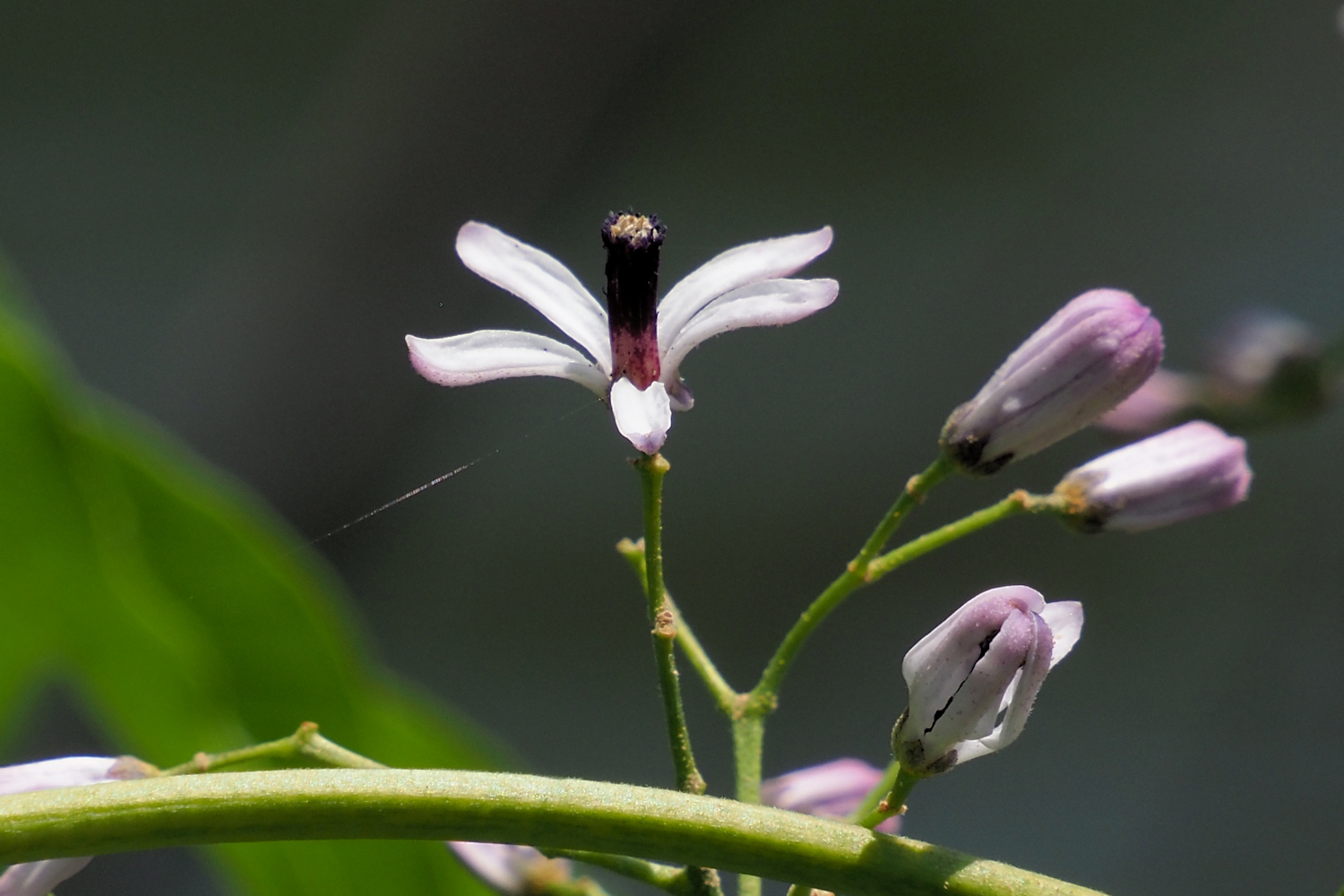 ハゼの花? : 湖都の四季彩