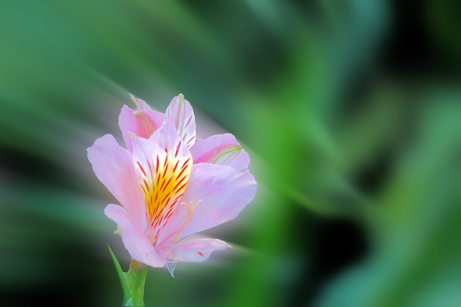 アルストロメリア 湖都の四季彩