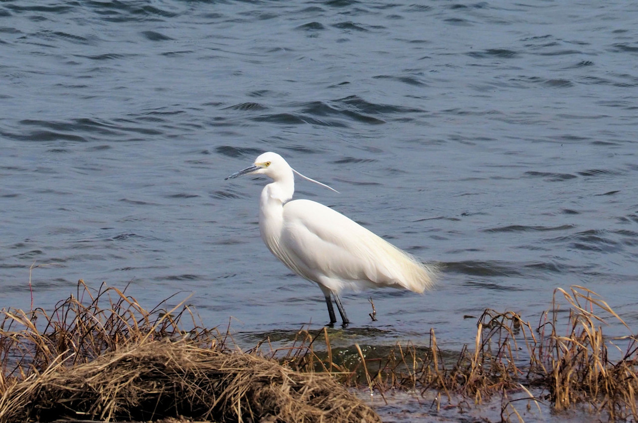 水辺の鳥 シラサギ 白鷺 湖都の四季彩 水辺の鳥 シラサギ 白鷺 湖都の四季彩