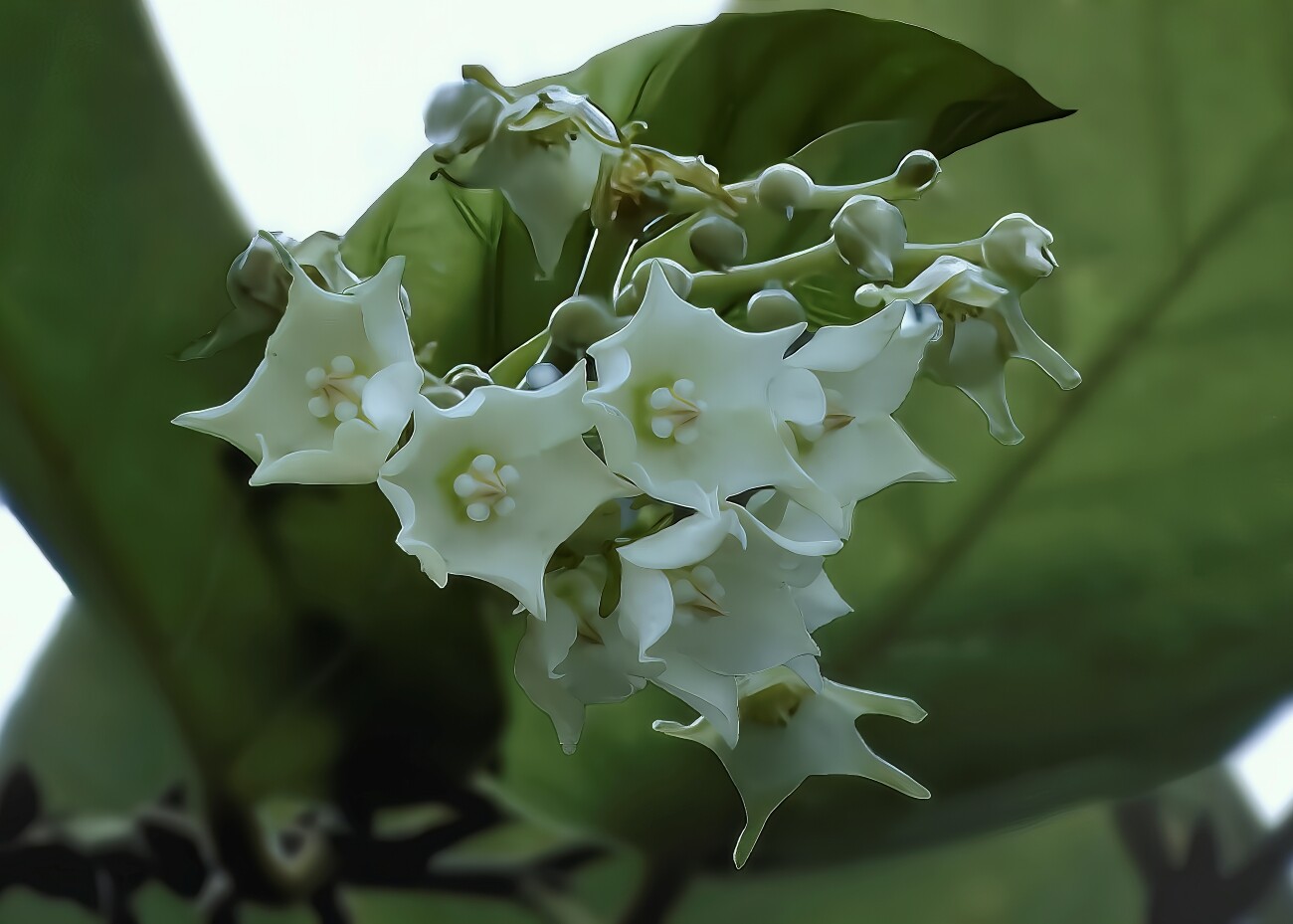日本でただ一本【花の咲く沙羅双樹】 : 湖都の四季彩