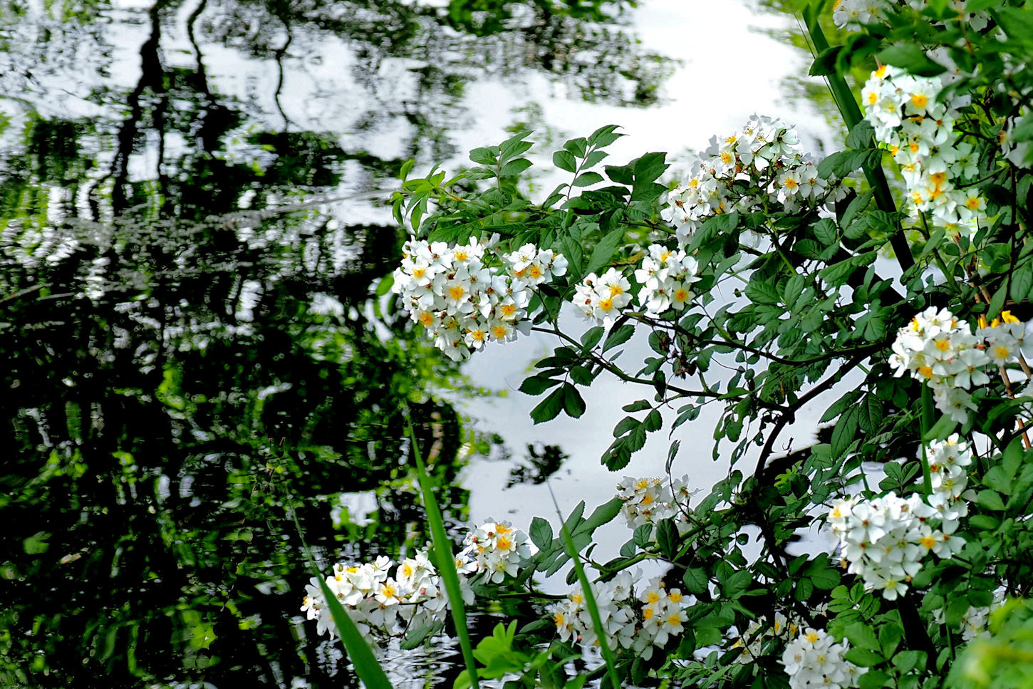 水辺の野ばら 湖都の四季彩