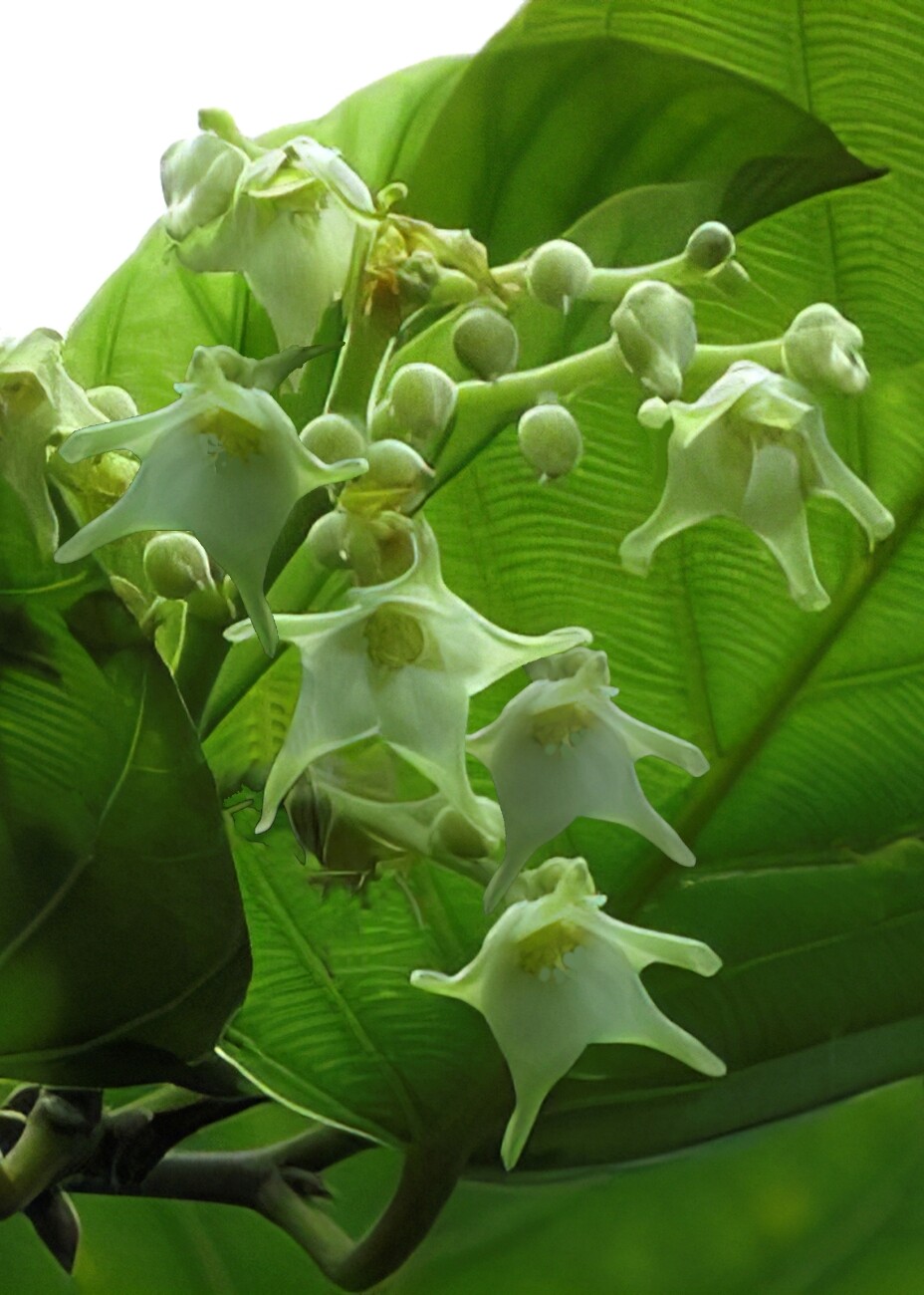 日本でただ一本【花の咲く沙羅双樹】 : 湖都の四季彩