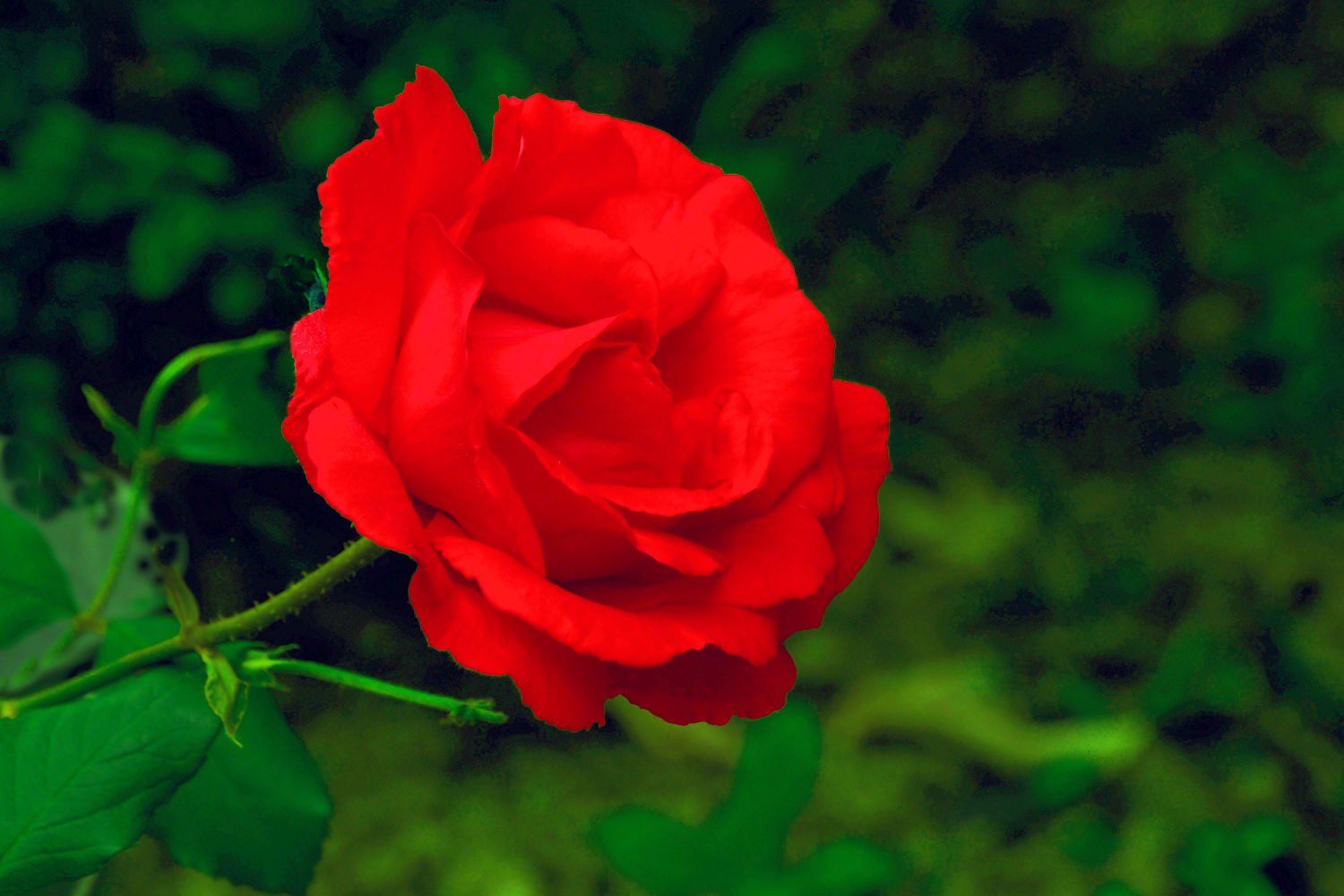 一輪の紅薔薇 湖都の四季彩