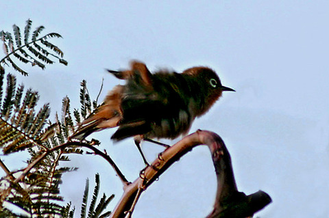 ✓IMG_6478_2スズメ