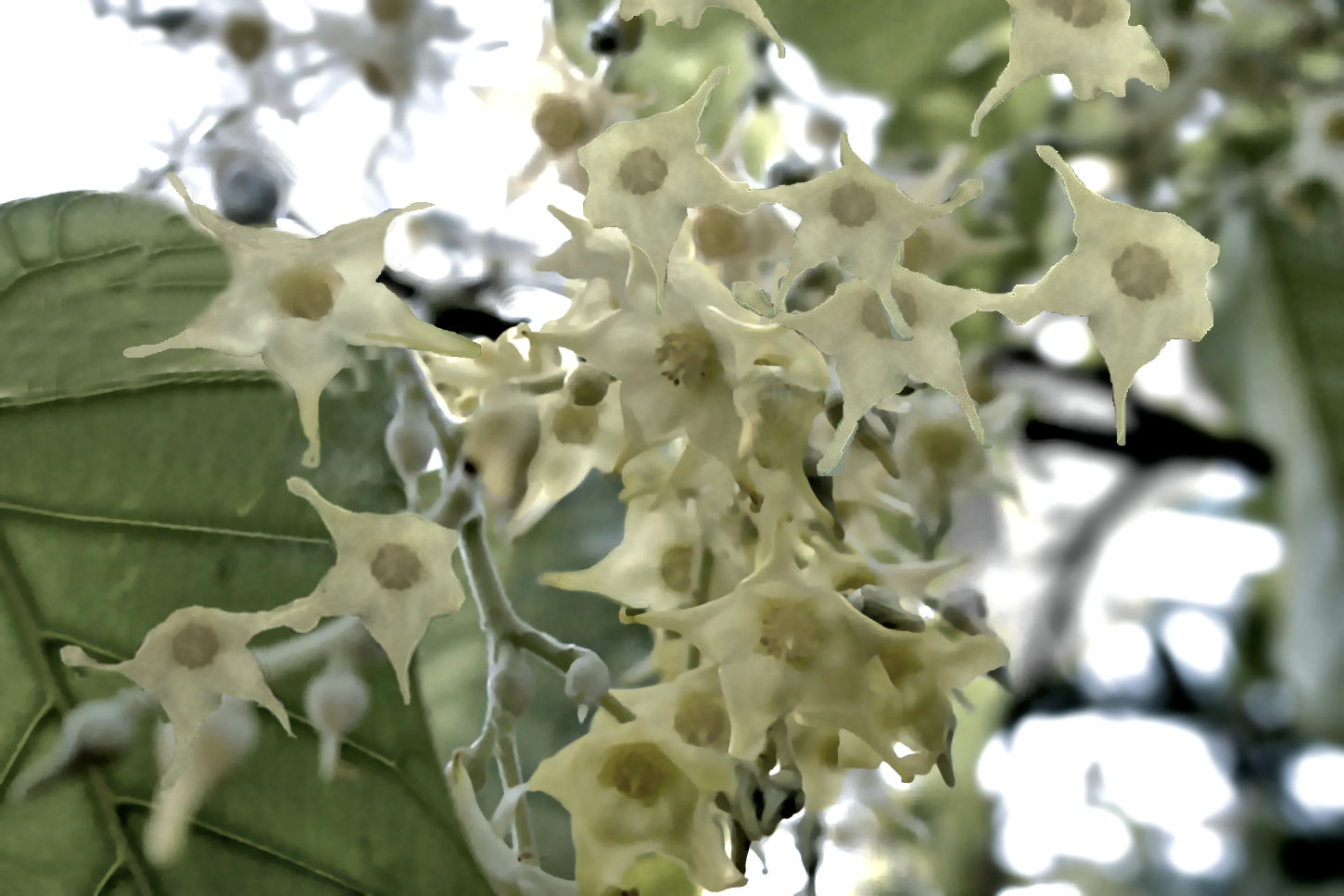 日本でただ一本【花の咲く沙羅双樹】 : 湖都の四季彩
