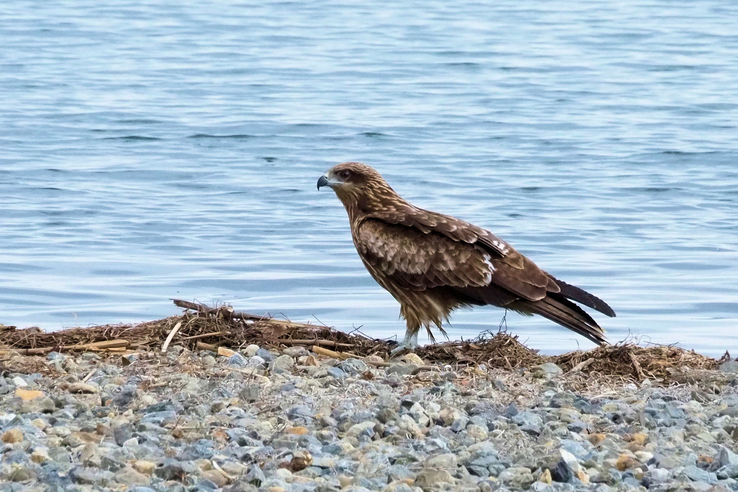 水辺にいた鳥 : 湖都の四季彩