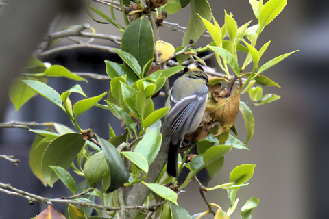 P4250096 -1シジュウカラsa