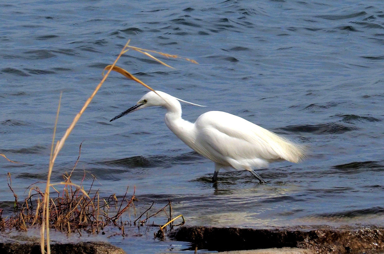 水辺の鳥 シラサギ 白鷺 湖都の四季彩 水辺の鳥 シラサギ 白鷺 湖都の四季彩