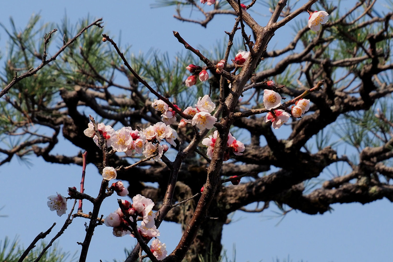 今年最後の梅の花 南高梅 湖都の四季彩