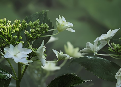 P6050001