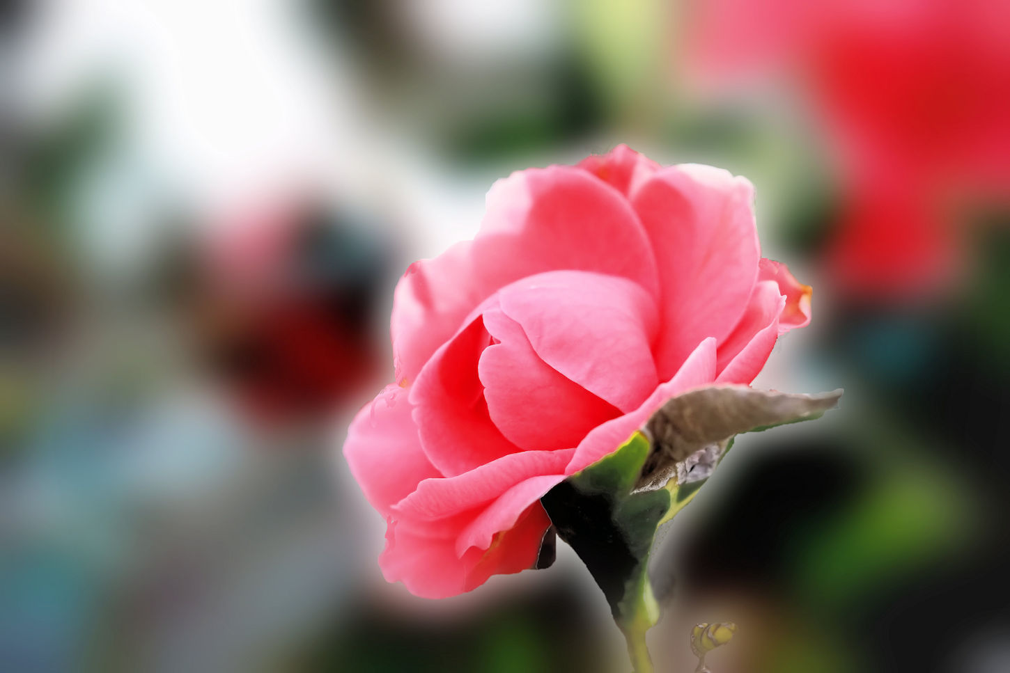 八重椿 つばき 孫娘の成長記録 湖都の四季彩