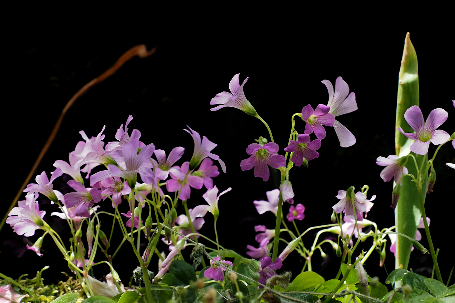 華やかに クローバーの花 湖都の四季彩