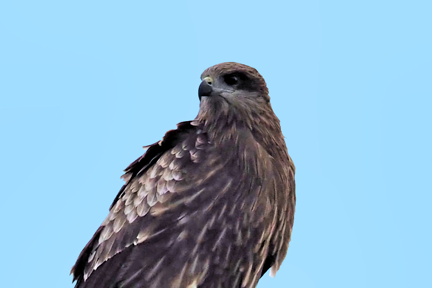 鳶 トビ 湖都の四季彩