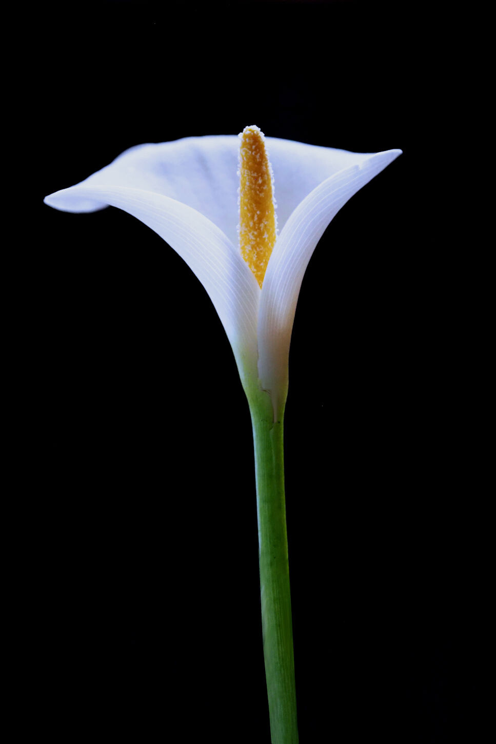 一本の花 カラーの花 湖都の四季彩