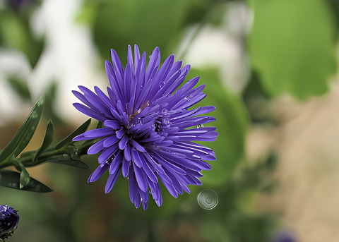 P9230003アスター