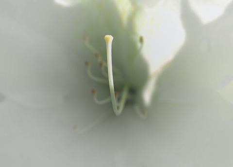 H1003550