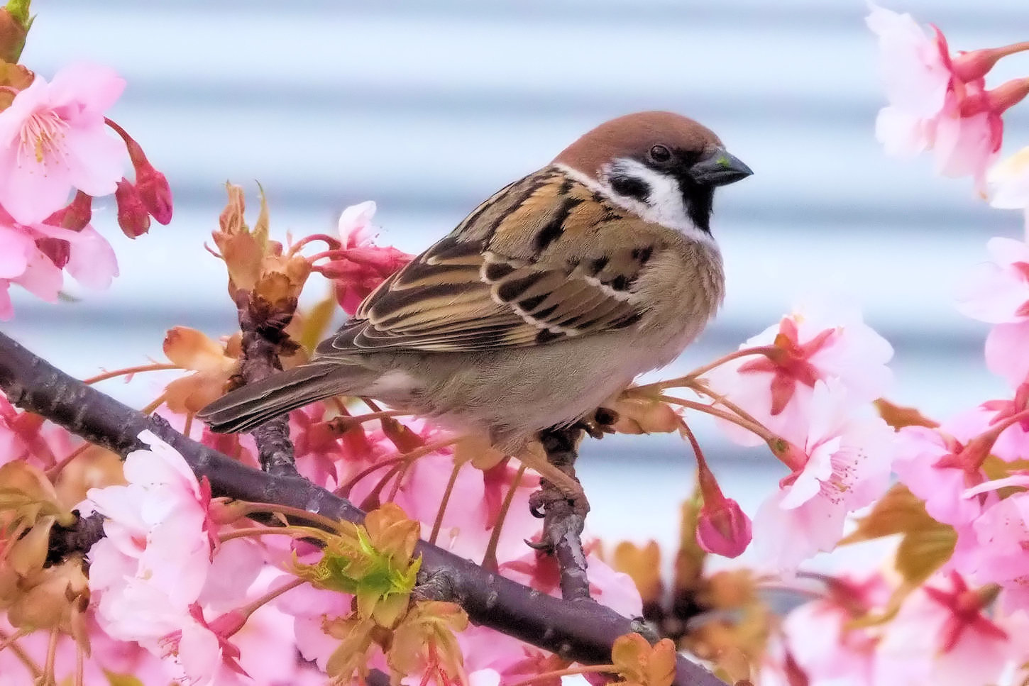 雀 すずめ 孫達初めての陶芸教室 湖都の四季彩