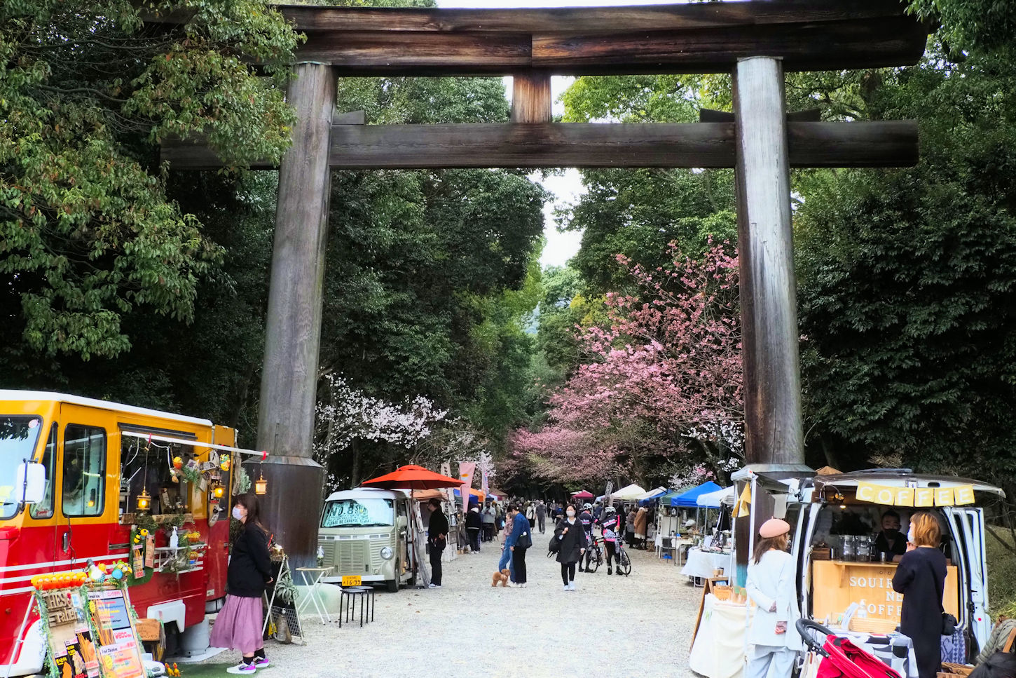 近江神宮の桜 湖都の四季彩 近江神宮の桜 湖都の四季彩