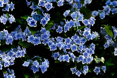 林の中に咲いた紫陽花 湖都の四季彩