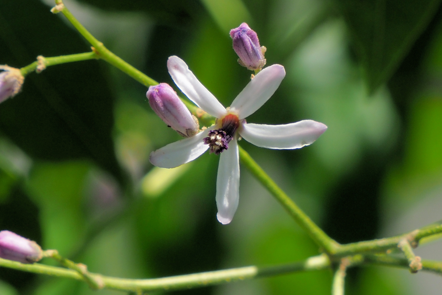 ハゼの花? : 湖都の四季彩