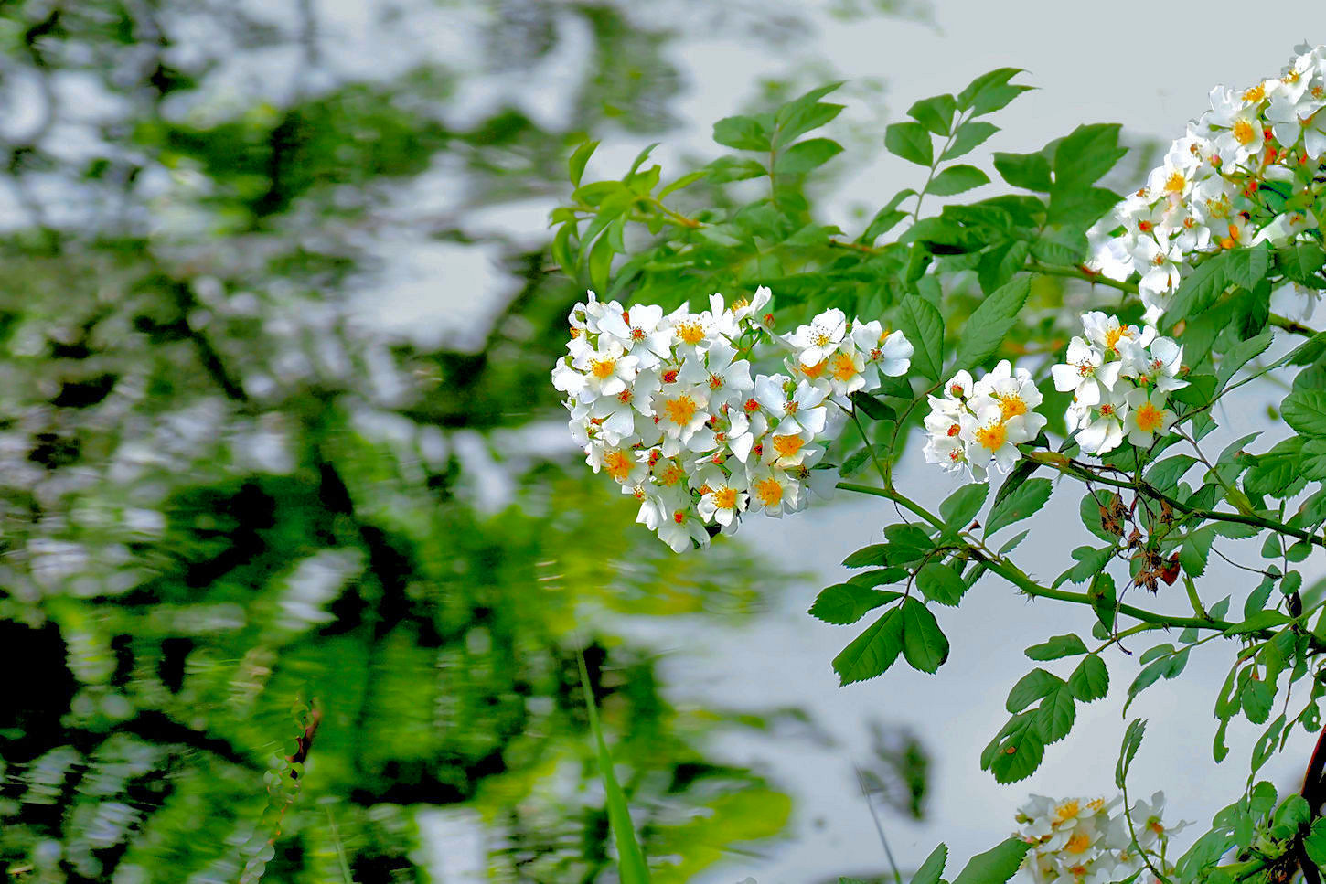 水辺の野ばら 湖都の四季彩