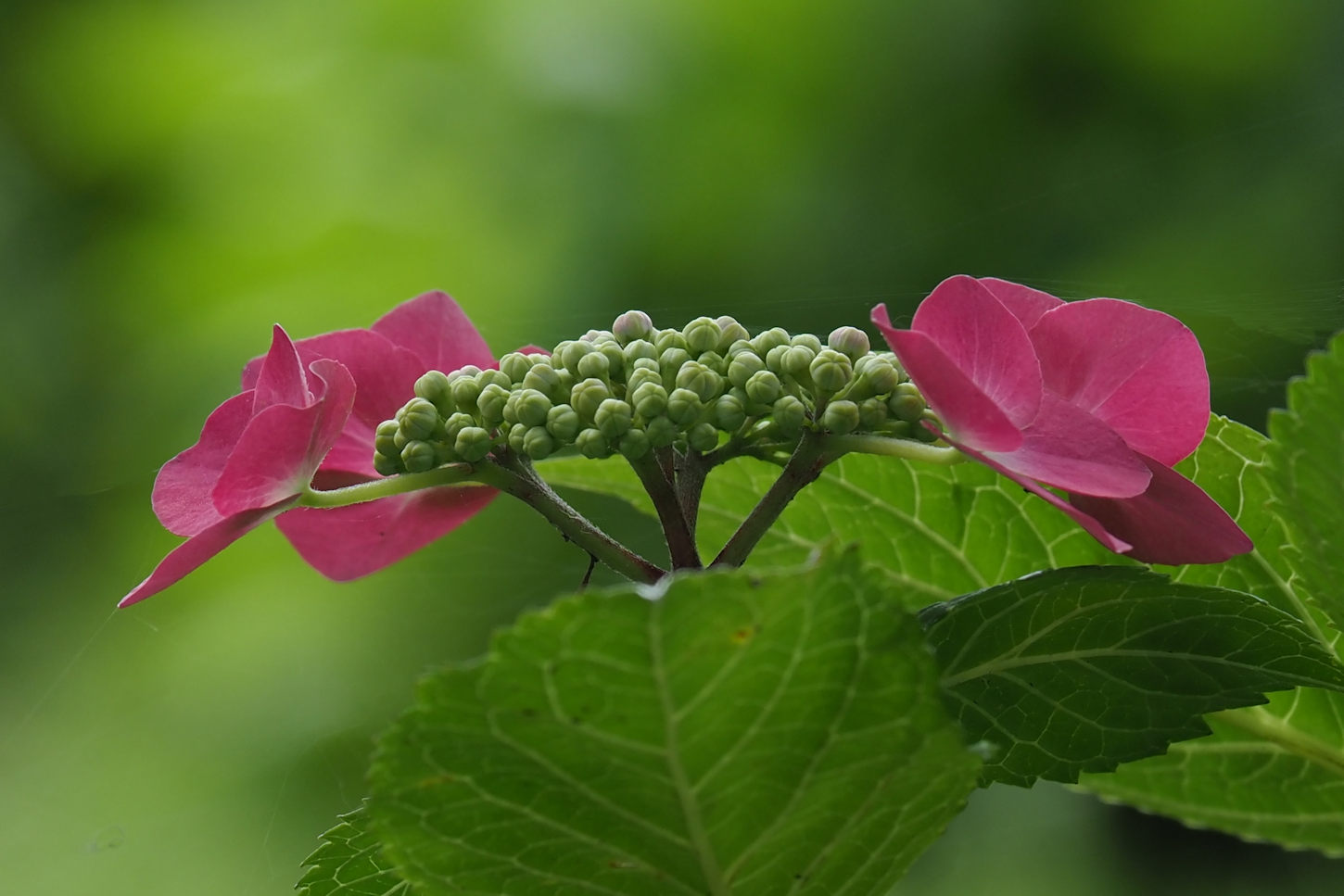 ピンク系の紫陽花 湖都の四季彩