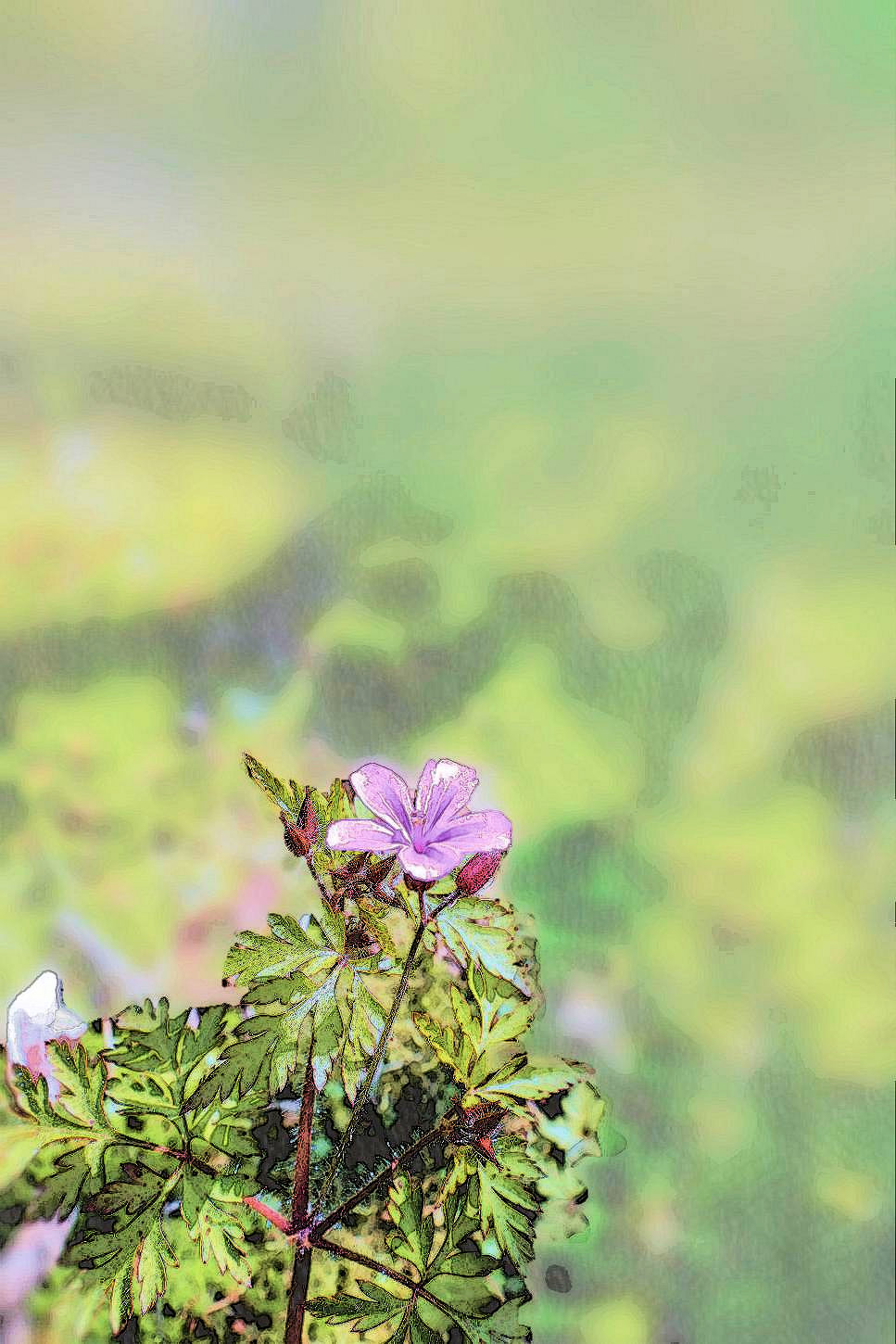 ヒメフーロ 絶滅危惧種 湖都の四季彩