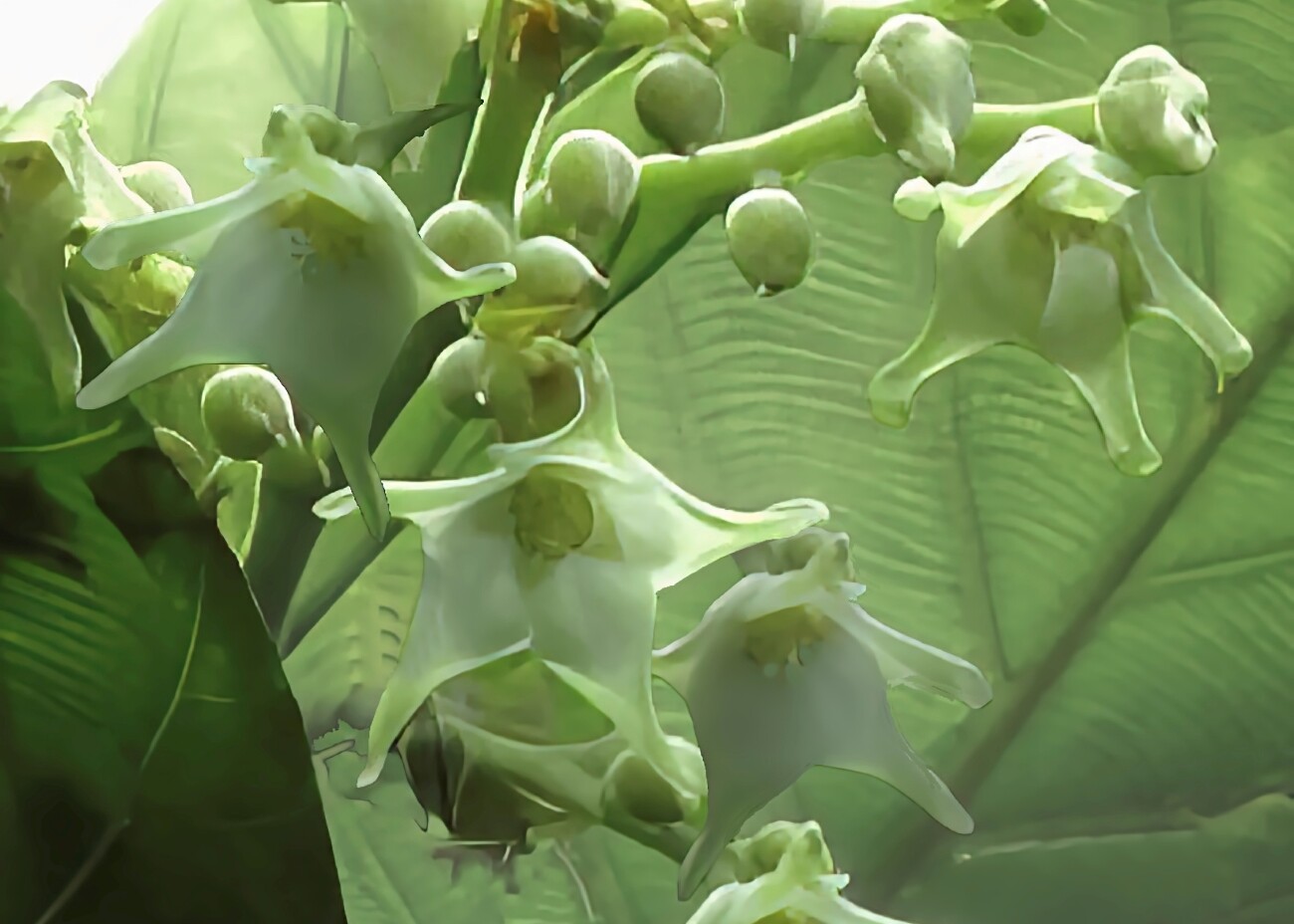 日本でただ一本【花の咲く沙羅双樹】 : 湖都の四季彩