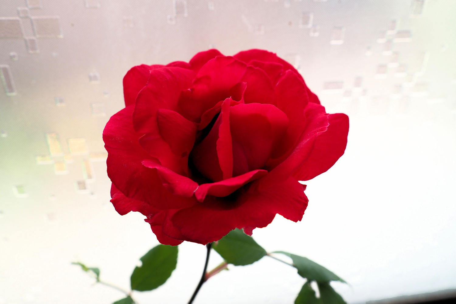 一輪の紅薔薇 湖都の四季彩