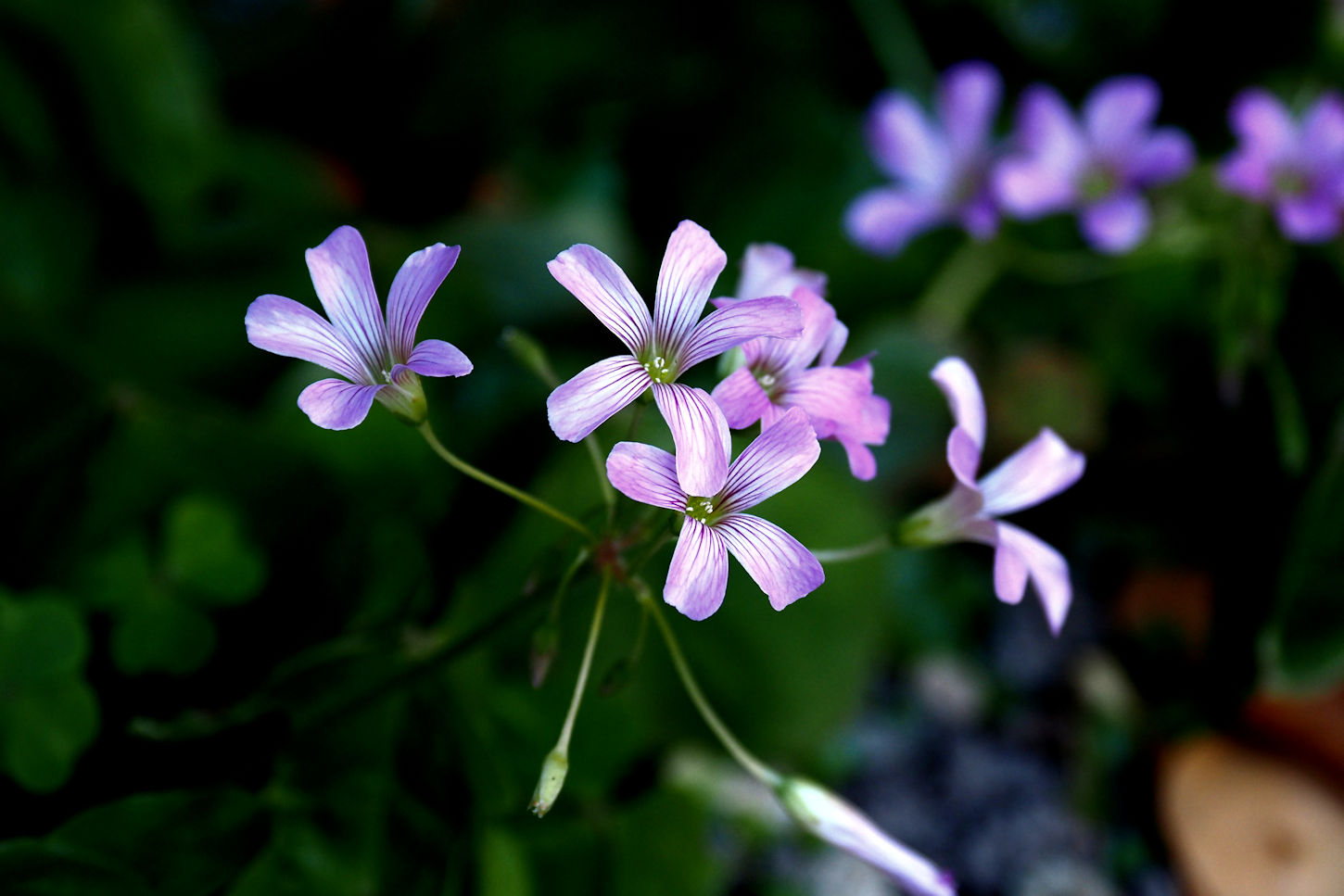 秋の 紫カタバミ 湖都の四季彩
