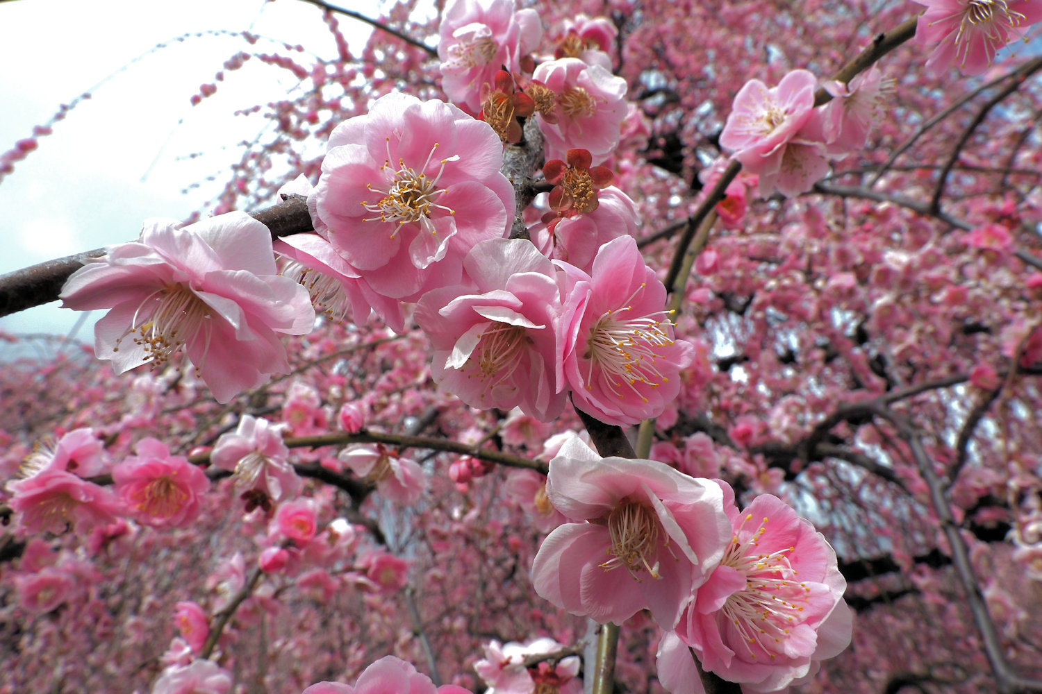鈴鹿の森② 枝垂れ梅 : 湖都の四季彩