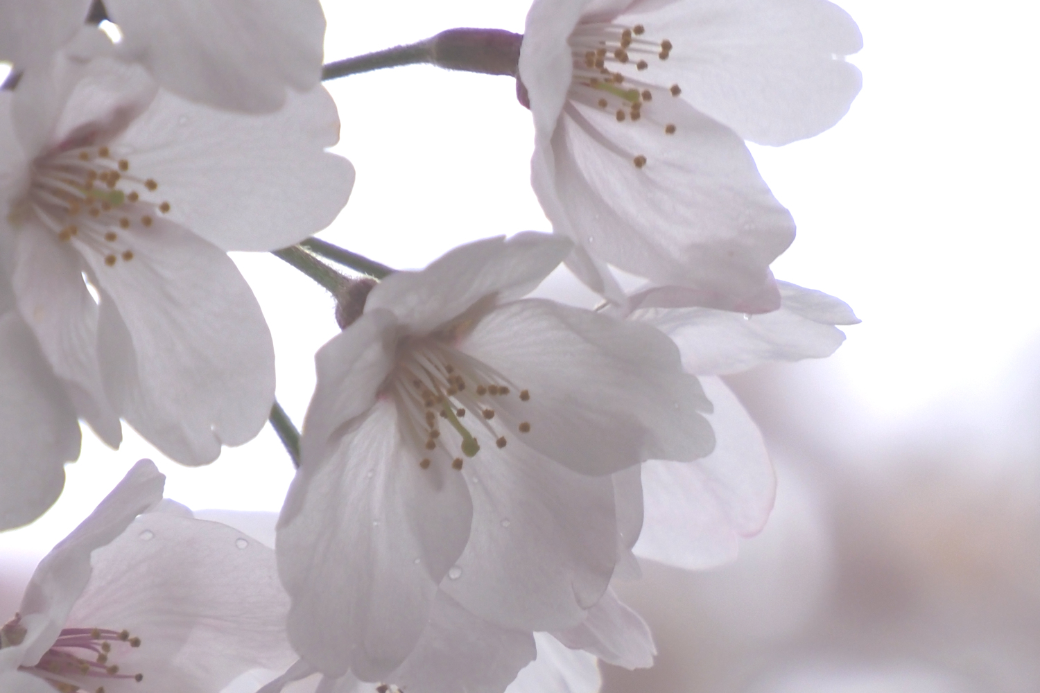 今日の桜 湖都の四季彩