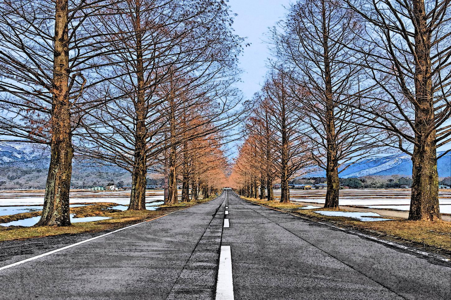 マキノ高原メタセコイア並木 湖都の四季彩