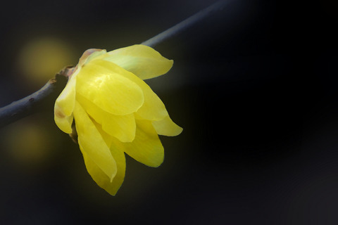 ロウバイ 素心蝋梅 ソシンロウバイ 湖都の四季彩