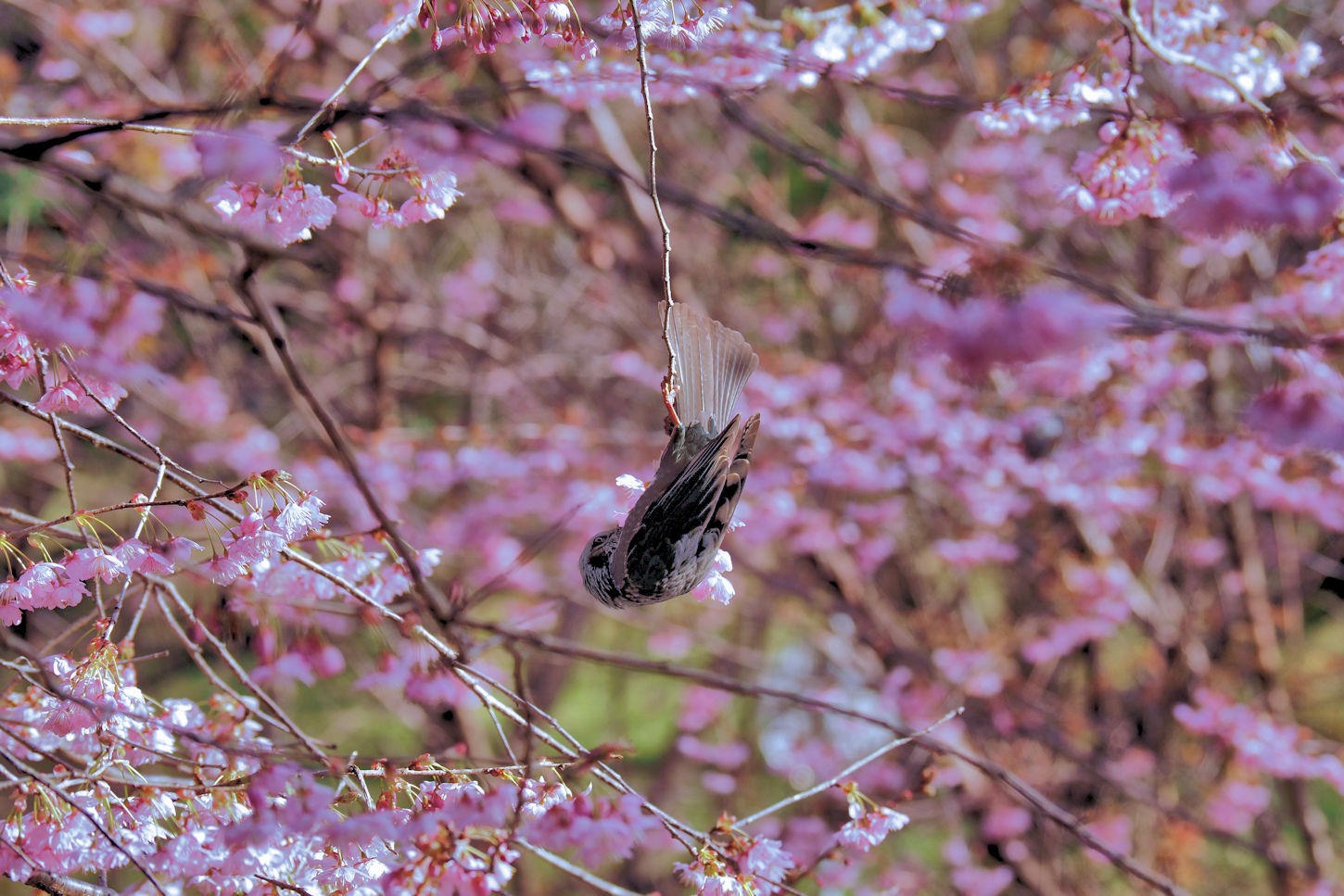 桜とヒヨドリ 湖都の四季彩