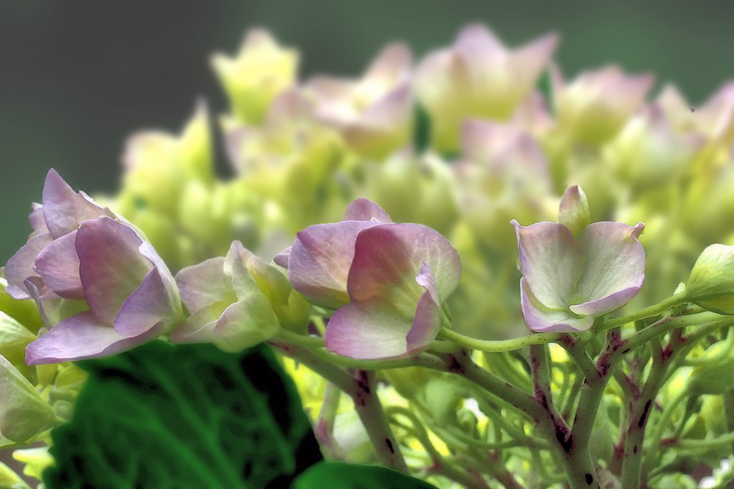 終わりに近づいた紫陽花 湖都の四季彩