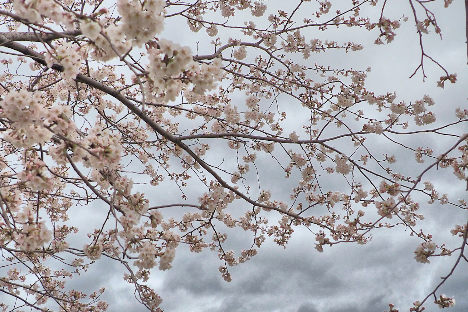 今日の桜 湖都の四季彩