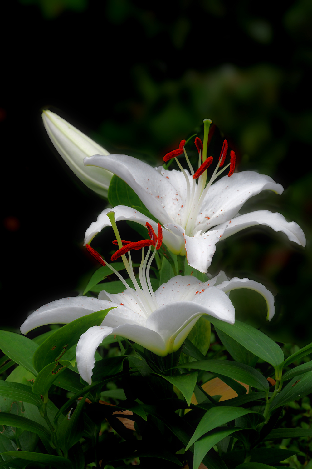 白百合とカラーの花 湖都の四季彩