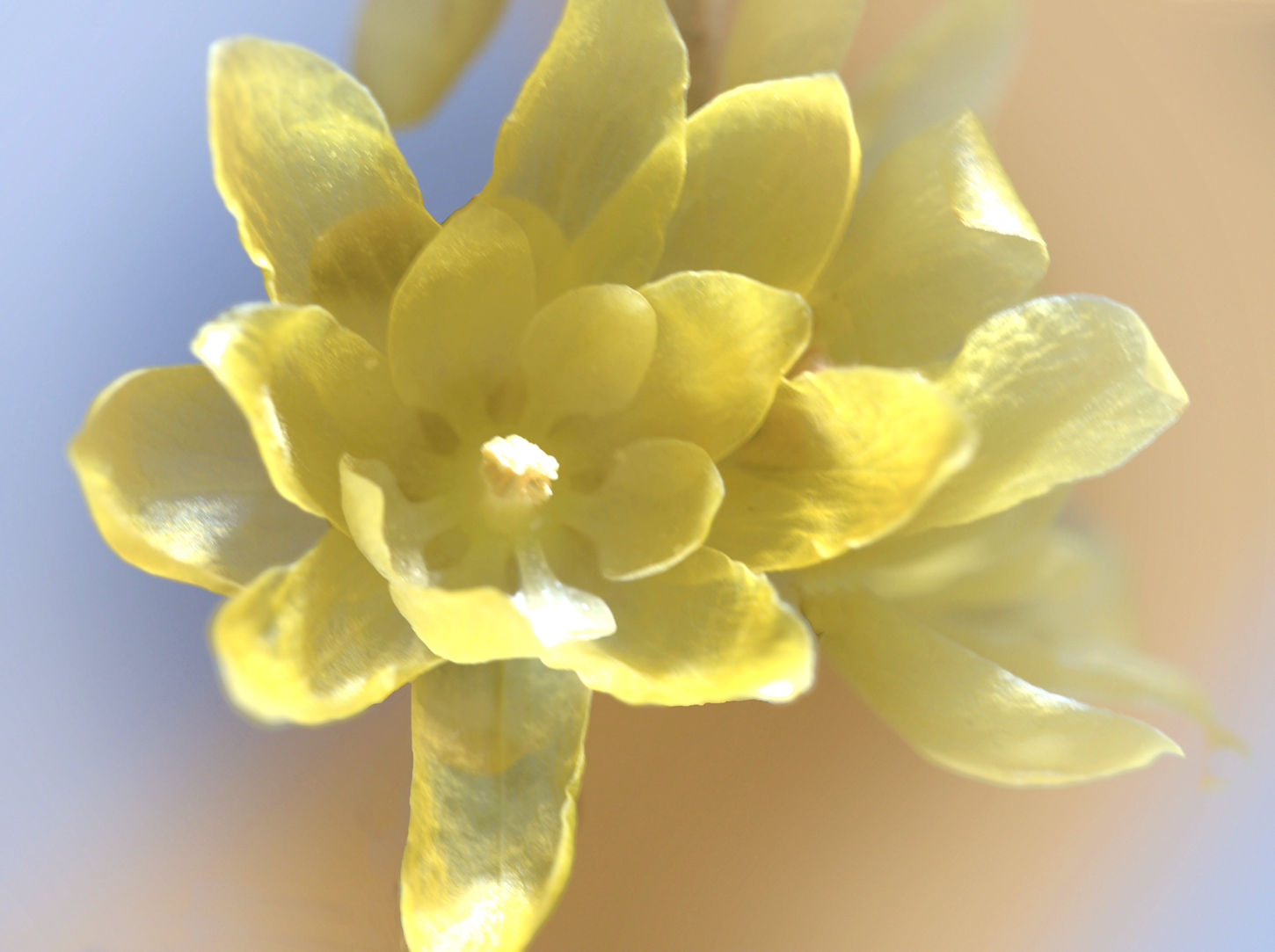透明感のある花弁 : 湖都の四季彩