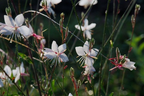 PA010017 -1