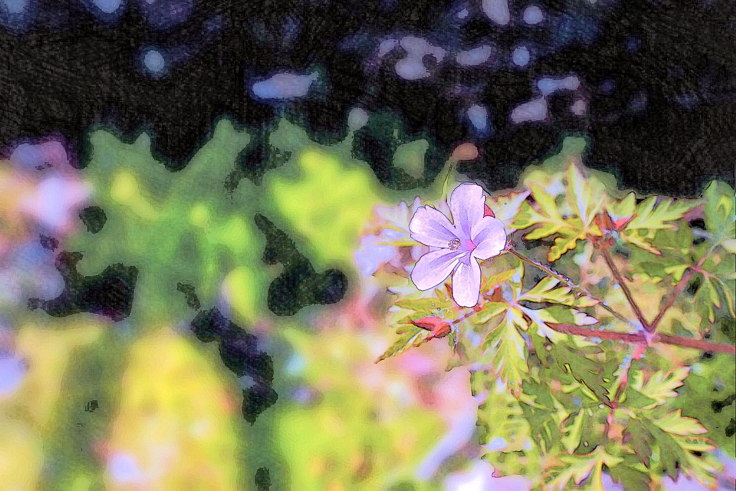 ヒメフーロ 絶滅危惧種 湖都の四季彩